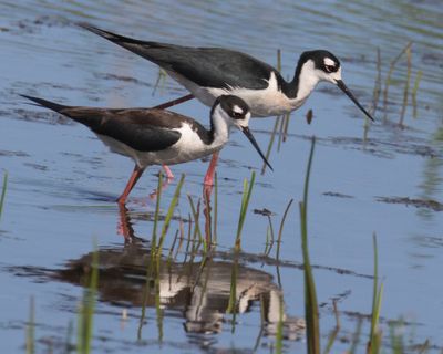 Black-Necked Stilt pair walk together