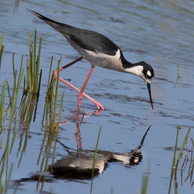 Black-necked Stilt feeding with reflection