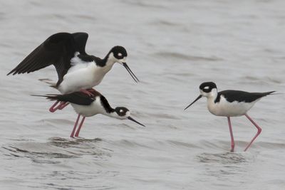 Stilts mating