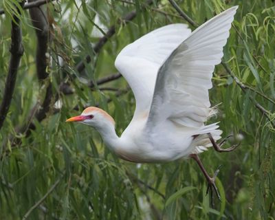 Cattle Egret takes off