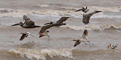 Pelicans and Avocets fly over the ocean