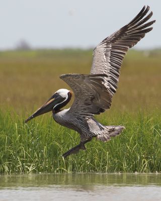 Brown Pelican taking off