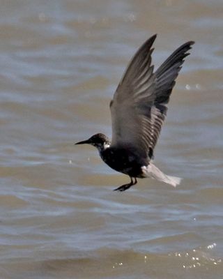 Black Tern leaps down.jpg