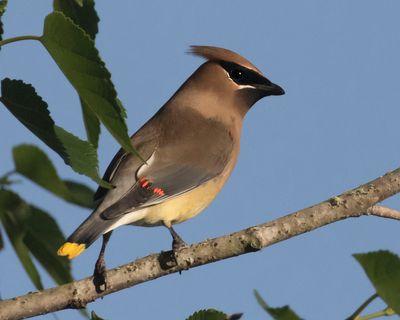 Ceder Waxwing poses