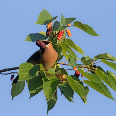 Ceder Waxwing with mulberry