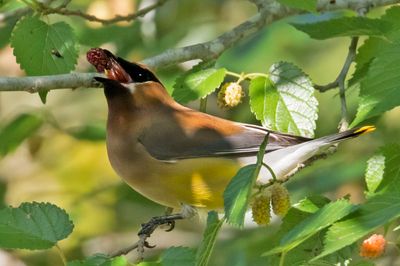 Ceder Waxwing eats berry 2.jpg