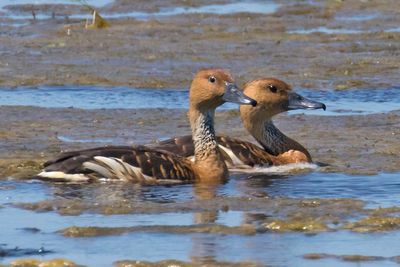 Fulvous Whistling Ducks.jpg