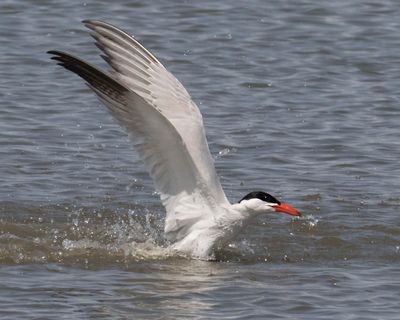 Common Tern splashes down