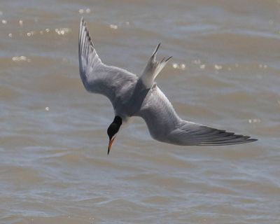 Common Tern diving.jpg