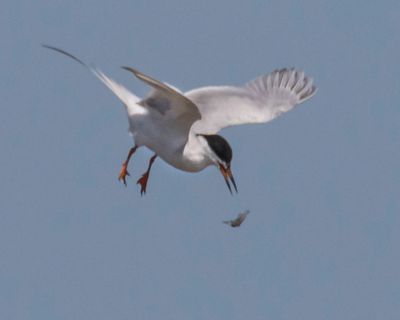 Common Tern drops its fish