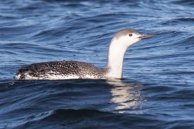 Red-throated Loon