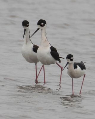 Stilts walk together after mating