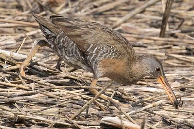 Clapper Rail with crab