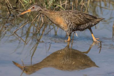 Clapper Rail stalks in water with reflection