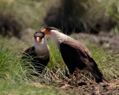 Crested Caracara preens mate