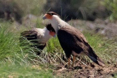 Crested Caracara pair cuddle.jpg