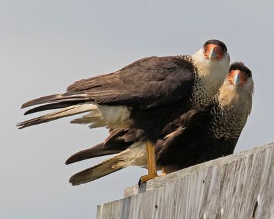 Crested Caracara pair on billboard staring