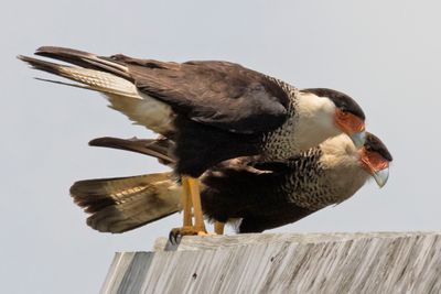 Crested Caracara pair on billboard look right