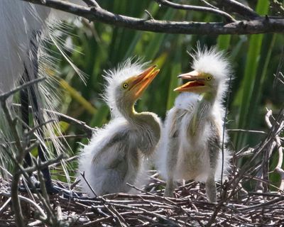 Great Egret babies close up