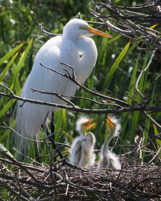Great Egret babies look up at mom