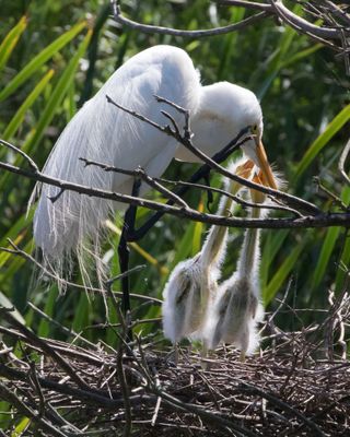 Two Great Egret babies try to get to mom's beak