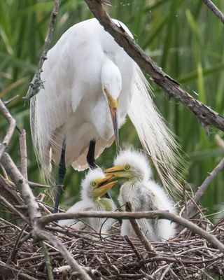 Great Egret looks down on chicks.jpg