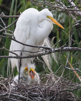 Great Egret chicks, one yawns, with mom.jpg