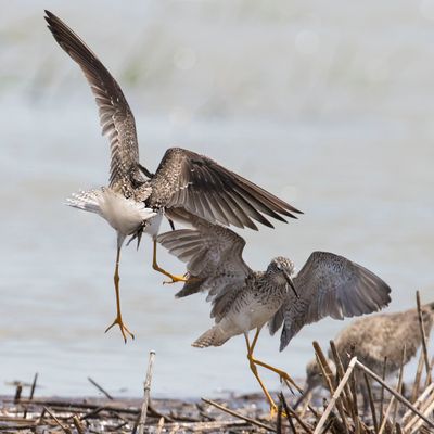 Greater Yellowlegs fighting