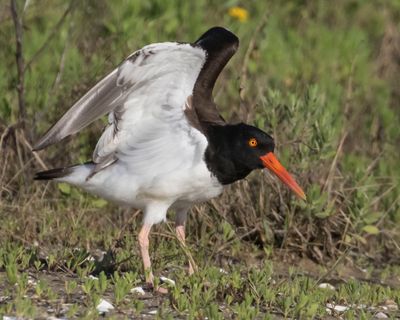 American Oystercatcher stretches