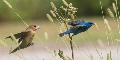 Indigo Bunting pair fly across grasses