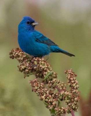 Indigo Bunting looks back