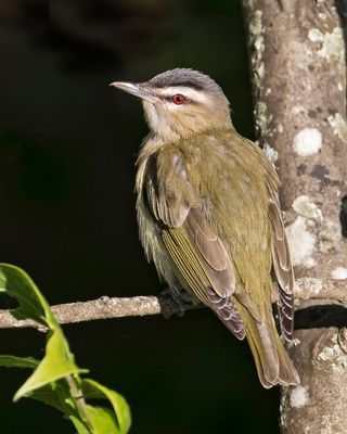 Red-eyed Vireo