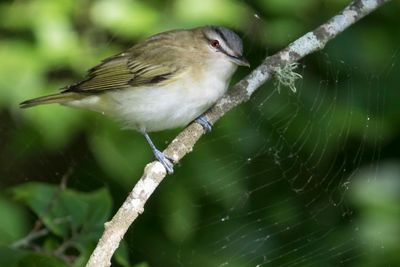 Red-eyed Vireo and web