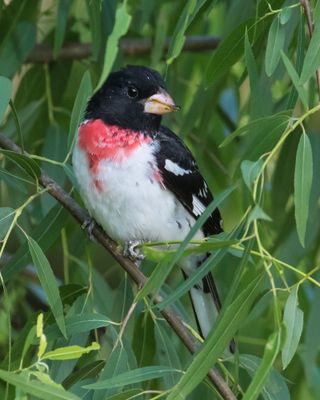 Rose-breasted Grosbeak eats and poses