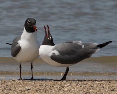 Laughing Gull displays to mate
