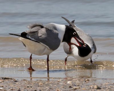 Laughing Gull looks for food in mate's beak.jpg
