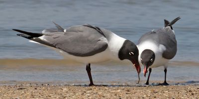 Laughing Gulls eat worms that male dropped