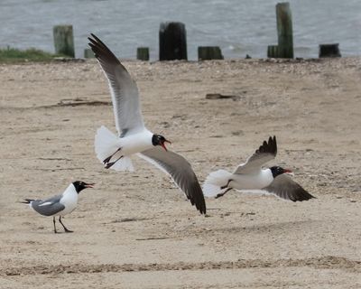 Laughing Gull chasing 2nd male away from female