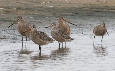 Short-billed Dowitcher group