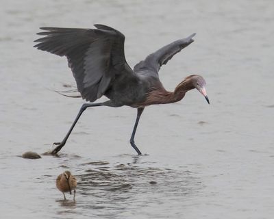 Reddish Egret dances plus Dowitcher.jpg