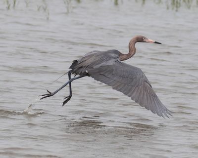 Reddish Egret leaping