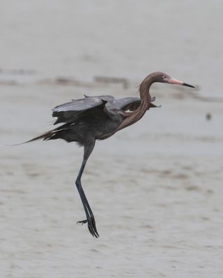 Reddish Egret leaps up