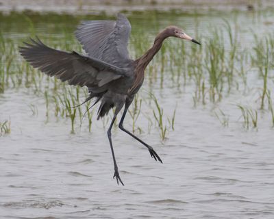 Reddish Egret leaps up