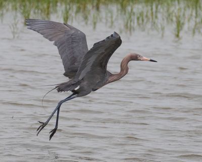 Reddish Egret leaps up