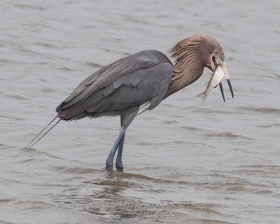 Reddish Egret catches a fish