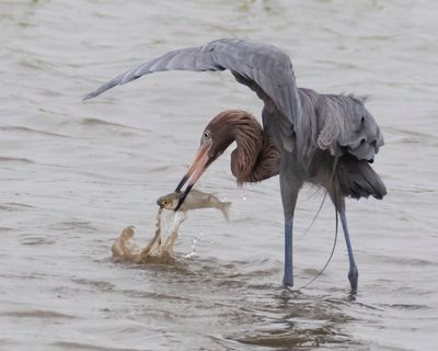 Reddish Egret catches a fish