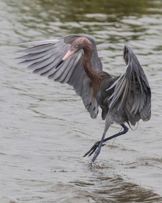 Reddish Egret dancing