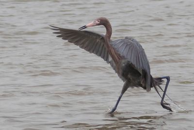 Reddish Egret running.jpg