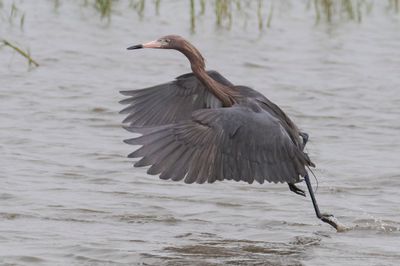 Reddish Egret dancing and leaping