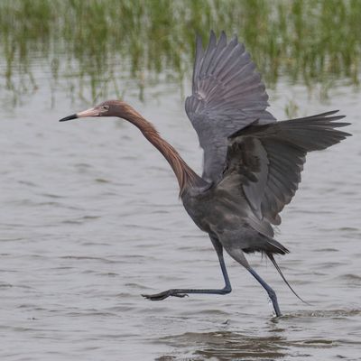 Reddish Egret dances.jpg